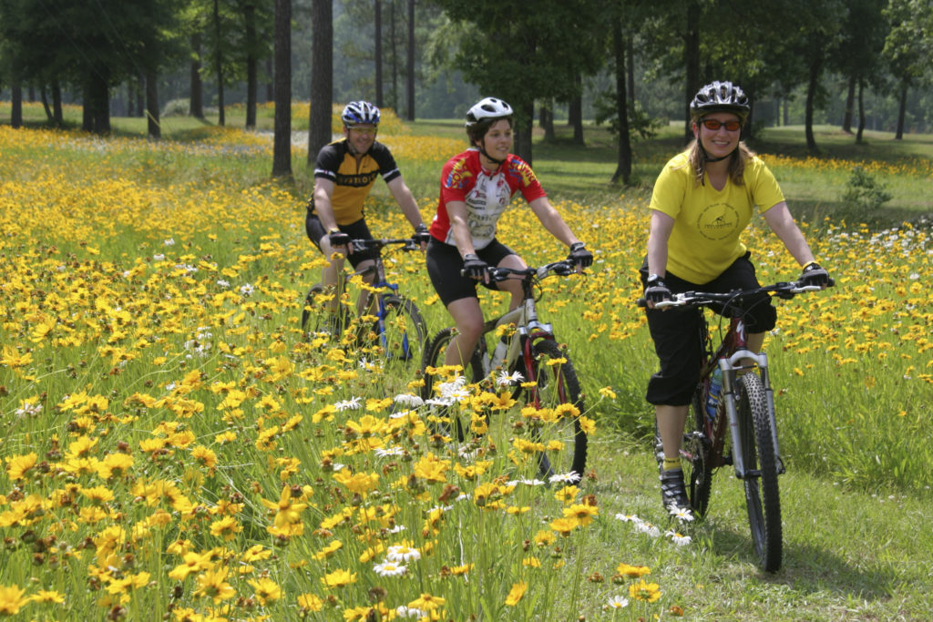 Cycling in the wildflowers